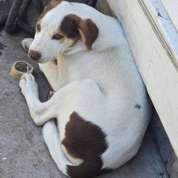 Blaize -  Mixed Breed Dog for Adoption in Klamath Falls, Oregon - Blaize | PetCurious