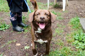 Max -  Chocolate Labrador Retriever Dog for Adoption in Floyd, Virginia - Max | PetCurious