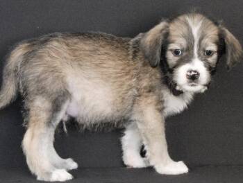 Wirehaired Terrier Dogs Available for Adoption - Sly | PetCurious