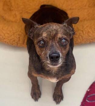 PJ -  Chihuahua Dog for Adoption in Dalton, Georgia - PJ | PetCurious