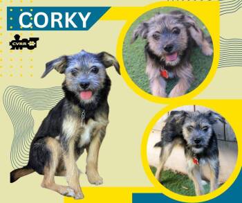 Corky (Puppy) -  Terrier Dog for Adoption in Lindsay, California - Corky (Puppy) | PetCurious