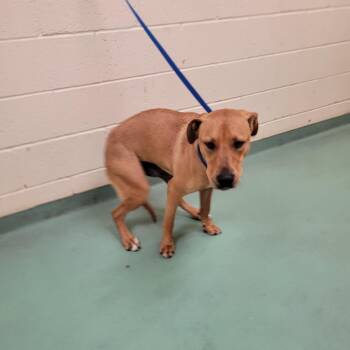 Loki -  Mixed Breed Dog for Adoption in Memphis, Tennessee - Loki | PetCurious