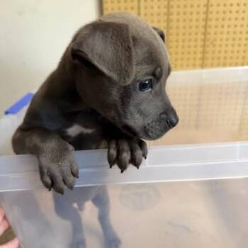 Cooper 26-055 -  Hound and Mixed Breed Dog for Adoption in Little Rock, Arkansas - Cooper 26-055 | PetCurious