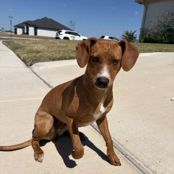 Beagle and Dachshund Dogs Available for Adoption - Betsy | PetCurious