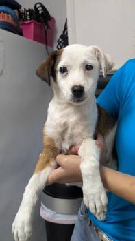 Jack Russell Terrier and Mixed Breed Dogs Available for Adoption - Elvis | PetCurious