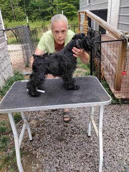 Brian -  Miniature Schnauzer Dog for Sale in New Canton, Virginia - Brian | PetCurious