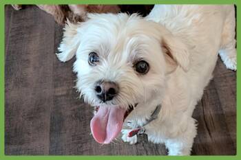 Oliver -  Maltipoo Dog for Adoption in Amherst, Massachusetts - Oliver | PetCurious
