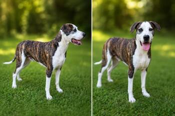 Snoopy -  Weimaraner Dog for Adoption in Russellville, Kentucky - Snoopy | PetCurious