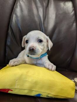 Sharktooth -  Chihuahua Dog for Adoption in Carson City, Nevada - Sharktooth | PetCurious