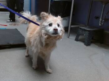 Rescue American Eskimo Dog and Mixed Breed Dogs for Adoption in Albuquerque, New Mexico - OSO | PetCurious