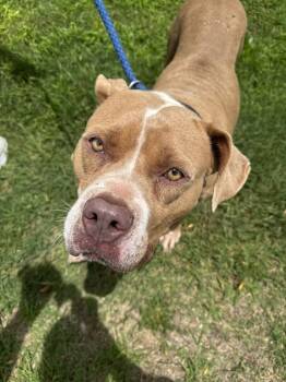 Sif -  Mixed Breed Dog for Adoption in Lawrenceburg, Tennessee - Sif | PetCurious