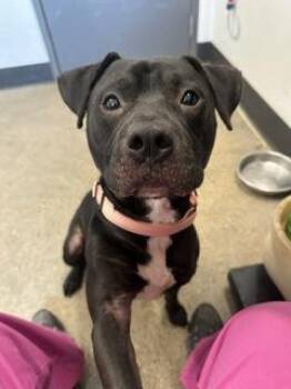 Bacardi -  Pit Bull Terrier Dog for Adoption in Cleveland, Ohio - Bacardi | PetCurious