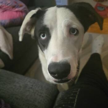 Rescue Australian Shepherd and Mixed Breed Dogs for Adoption in Rossville, Georgia - Scout | PetCurious