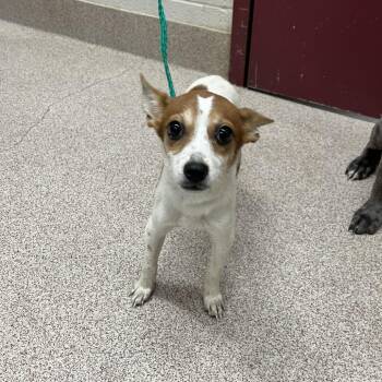 Hazel -  Chihuahua Dog for Adoption in Ardmore, Oklahoma - Hazel | PetCurious