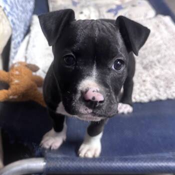 Staffordshire Bull Terrier and Hound Dogs Available for Adoption in Andover, Massachusetts - Eva Elegant | PetCurious