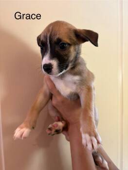 Rescue Shepherd Dogs for Adoption in Lakeside, California - Grace | PetCurious