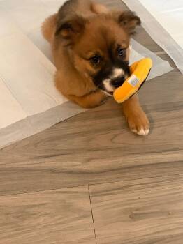 Border Collie and Labrador Retriever Dogs Available for Adoption in Salt Lake City, Utah - Victory | PetCurious