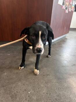 Pit Bull Terrier Dogs Available for Adoption in Gautier, Mississippi - Rose | PetCurious
