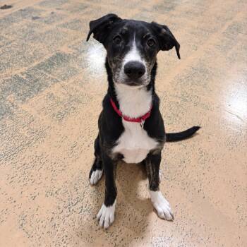 Baby Ruth -  Australian Cattle Dog Blue Heeler Dog for Adoption in Pembroke, Massachusetts - Baby Ruth | PetCurious