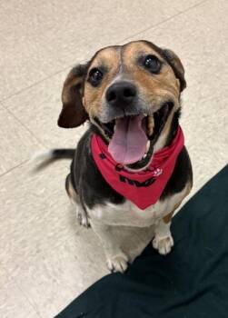 Maple -  Beagle Dog for Adoption in Hamilton, Ohio - Maple | PetCurious