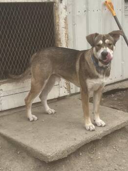 Shepherd and Husky Dogs Available for Adoption - Togo | PetCurious