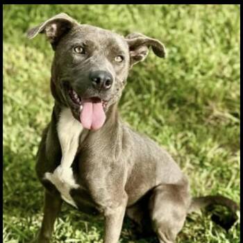 Pit Bull Terrier Dogs Available for Adoption in Cumming, Georgia - Blair | PetCurious