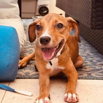 Toucari -  Mixed Breed Dog for Adoption - Toucari | PetCurious