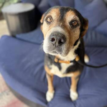 German Shepherd Dog Dogs Available for Adoption in Ramona, California - Chavo | PetCurious