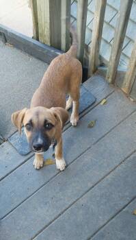 Maple -  Labrador Retriever Dog for Adoption in Conesus, New York - Maple | PetCurious