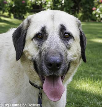 Romy -  Anatolian Shepherd Dog for Adoption in Nashville, Tennessee - Romy | PetCurious
