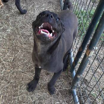 Claudia -  Black Labrador Retriever and Mixed Breed Dog Available for Adoption - Claudia | PetCurious