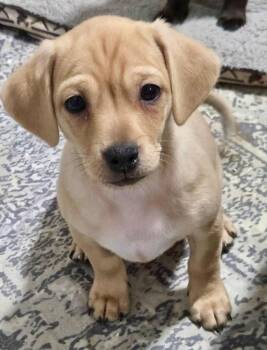 Benji-Adorable Chi Puppy! -  Chihuahua and Mixed Breed Dog for Adoption in Fort Myers, Florida - Benji-Adorable Chi Puppy! | PetCurious