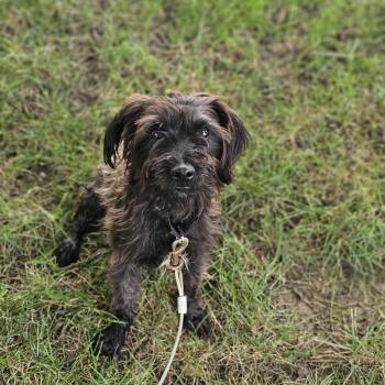 Ace so il -  Miniature Poodle Dog for Adoption in Shiloh, Illinois - Ace So Il | PetCurious