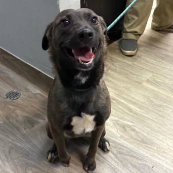 Bea2055 -  Labrador Retriever Dog for Adoption in San Jacinto, California - Bea2055 | PetCurious