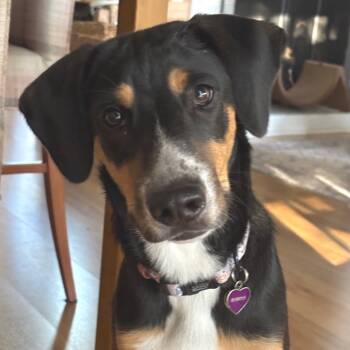 Rescue Hound and Mixed Breed Dogs for Adoption in San Francisco, California - Sasha | PetCurious