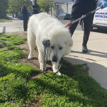 Great Pyrenees Dogs Available for Adoption in Newark, New Jersey - Jacob | PetCurious