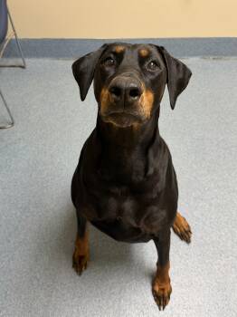 Chloe -  Doberman Pinscher Dog for Adoption in Suffolk, Virginia - Chloe | PetCurious