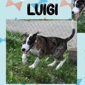 Luigi -  Mixed Breed Dog for Adoption - Luigi | PetCurious