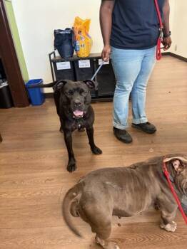 Jay-Z -  Mixed Breed Dog for Adoption in Atlanta, Georgia - Jay-Z | PetCurious