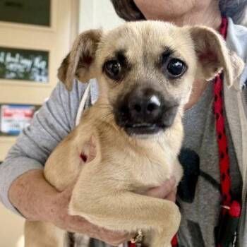 Chihuahua Dogs Available for Adoption in Oakland, California - Fargo | PetCurious