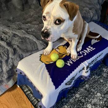 Mixed Breed Dogs Available for Adoption - Shade | PetCurious