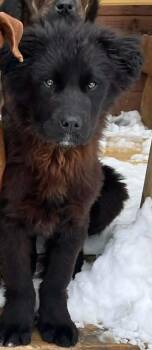 Labrador Retriever and Shepherd Dogs Available for Adoption in Calgary, Alberta - Lily | PetCurious