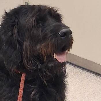 Willie -  Mastiff and Poodle Dog for Adoption in Murray, Utah - Willie | PetCurious