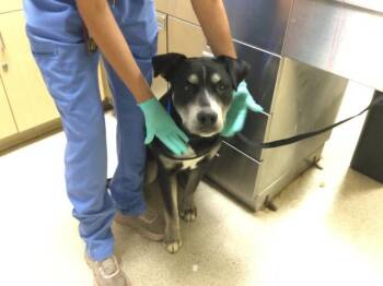 SOCKS -  Pit Bull Terrier and Labrador Retriever Dog for Adoption in Riverside, California - SOCKS | PetCurious