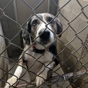 Australian Shepherd and Catahoula Leopard Dog Dogs Available for Adoption - Koda | PetCurious