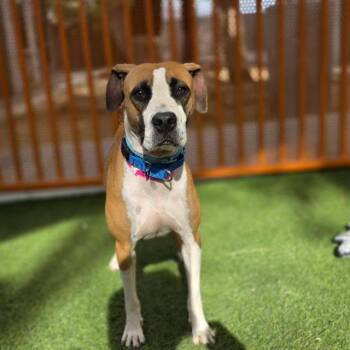 DANCER -  Pit Bull Terrier Dog for Adoption in Las Vegas, Nevada - DANCER | PetCurious