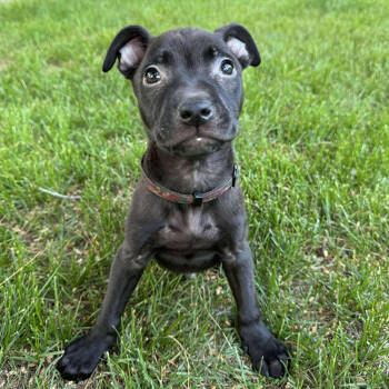 Rescue Pit Bull Terrier and Mixed Breed Dogs for Adoption in Minneapolis, Minnesota - Stefan | PetCurious