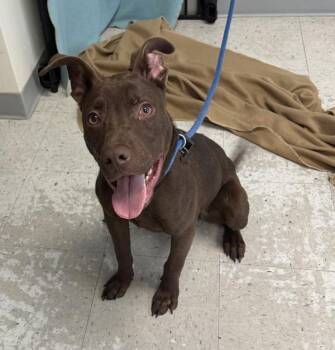 Pit Bull Terrier Dogs Available for Adoption in Salt Lake City, Utah - *Rodeo* | PetCurious