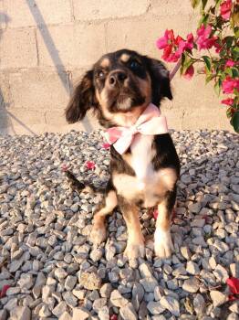 Jess -  Chihuahua and Spaniel Dog for Adoption - Jess | PetCurious