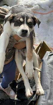 Husky Dogs Available for Adoption - Brody  | PetCurious